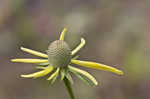 Pinnate prairie coneflower